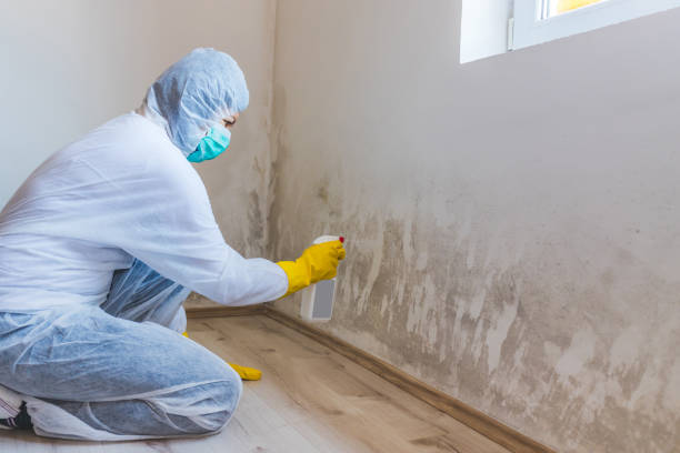 Licensed Commercial Mold Remediation service in Kent, WA - WQB Mold Removal